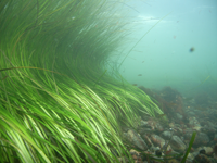 image of Eelgrass